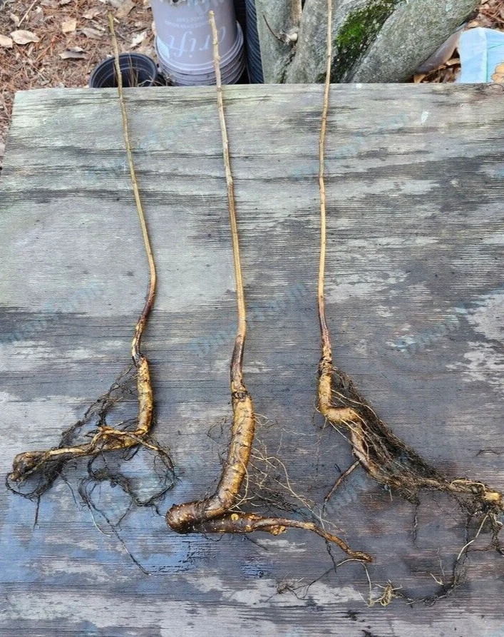 TRES (3) árboles de nogal negro, Juglans Nigra, planta viva plántula de raíz de barra Foto 3 de 4