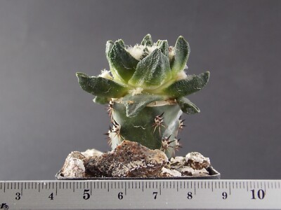 18-474. Cactus scapharostrus (dry form) (Grafted)