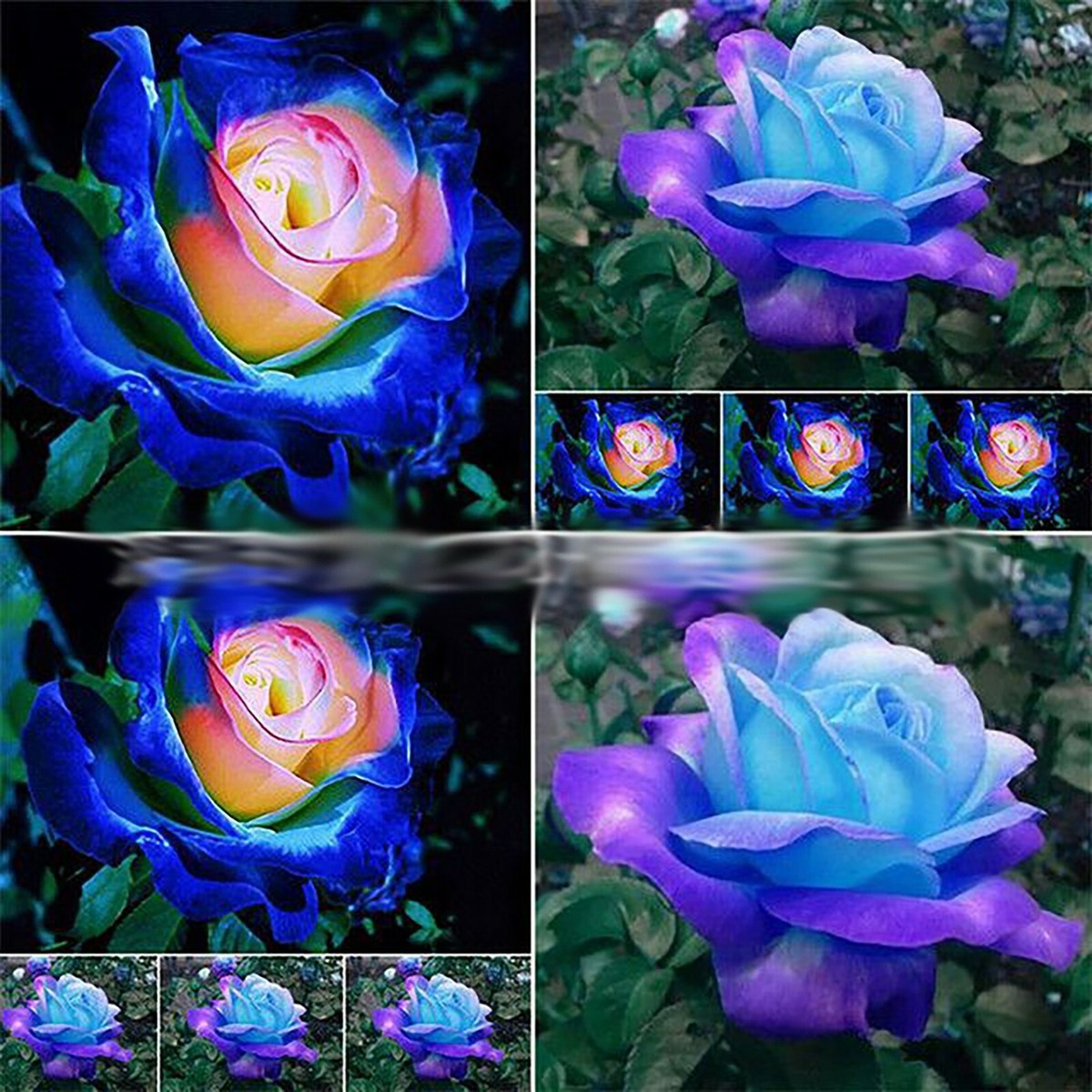 Midnight Blue, Black, Duo Color Rose 100 Seeds~ Rare-Free Shipping