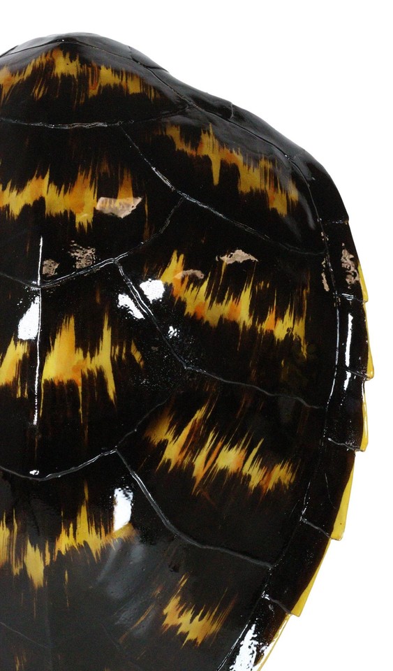 Large Nautical Marine Black Tone Faux Hawksbill Turtle Shell Replica ...