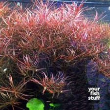 Ludwigia arcuata Needle Leaf Live Aquarium Plants BUY 1 GET 1 at 50 POTTED
