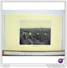 IN THE VINYARD, FRANCE, 1905, Book Illustration