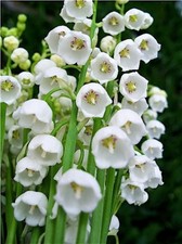 4 oz Candle Scent Oil-LILY OF THE VALLEY