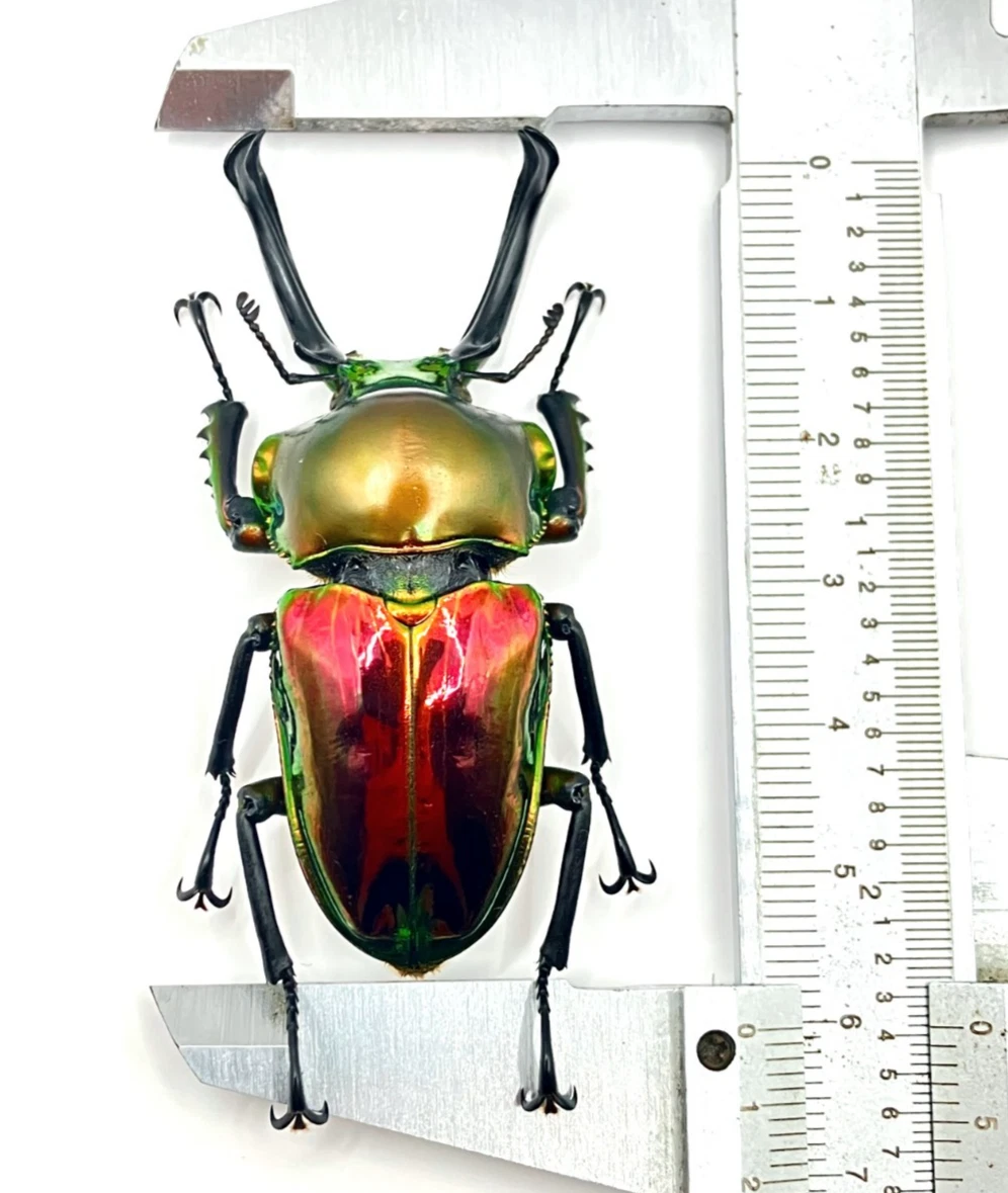クリスマスビートル 標本 first-christmas-beetle-of-the-