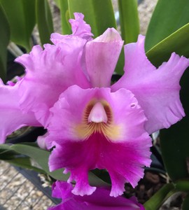 Orchid Plant Rlc Mitsuo Akatsuka Volcano Queen X Rlc Pink Empress Potted Ebay