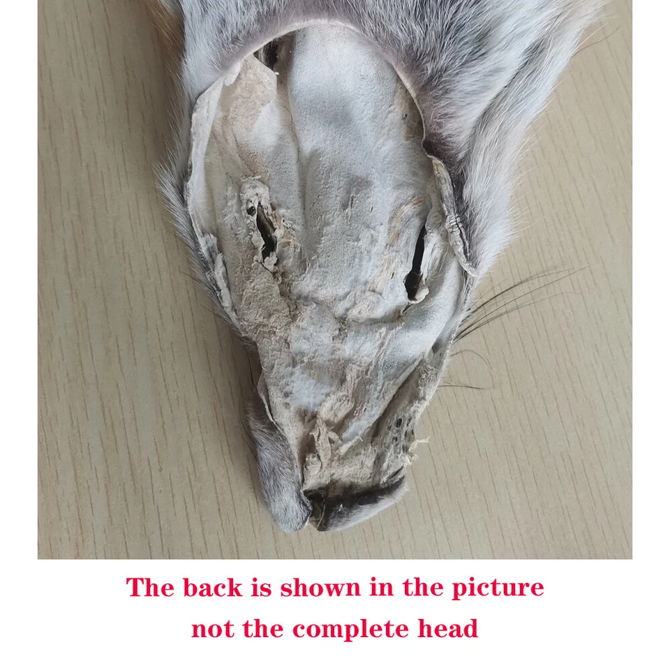 1 pieza Piel de zorro azul curtido Piel Cuero denso Piel Abrigo Cuello 43-47 pulgadas Foto 3 de 4