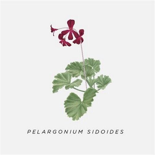 Afrikanische Geranie - Pelargonium sidoides - Reines Bio-Pulver! - Bild 5 von 11
