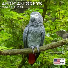 African Greys Calendar 2026 - Tropical Birds Wall Calendar - Made in the USA!