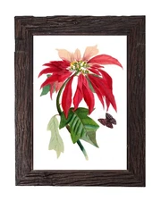Vintage Botanical Plant Print Poinsettia Butterfly Art Print 5x7 Home Decor