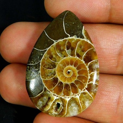 43.45Cts. Natural Unique Ammonite Fossil Pear Cabochon Reiki Healing Gemstone