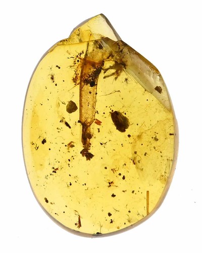 EXTREMELY RARE Lizard with regenerated tail, Fossil inclusion in Burmese Amber - Picture 6 of 6