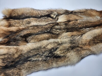 XL/L Coyote Pelt Hide Skin - Tanned And Ready For Crafting Or Display