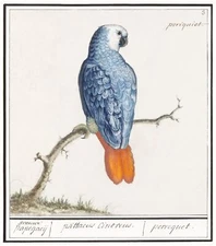 11909.Decoration Poster.Room Home office Wall decor.Nature art.Blue Parakeet