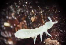 30 european collembola LIVE temperate springtails, bioactive esapoda, terrarium