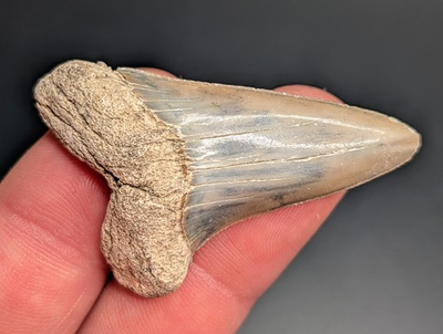 #ad Rare Large Breathtaking Patterned Mako Shark Tooth NC Gem $30.60