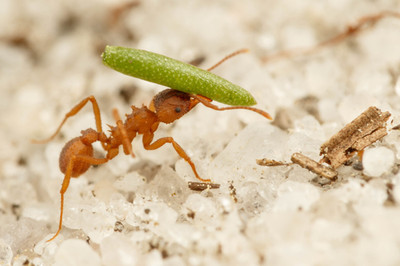 Trachymyrmex Septentrionalis 1-5W Colony | Northern Fungus Growing Ant (Feeder)