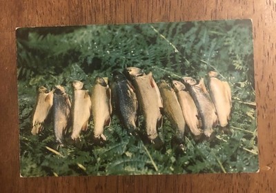 A Fine Catch Of Trout (WP18)
