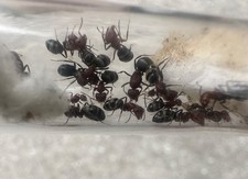 Camponotus planatus ant queen With 20 workers and brood