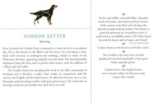 Gordon Setter - CUSTOM MATTED