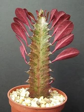 EUPHORBIA TRIGONA RUBRA African Milk Tree rare cactus plant exotic succulent 4"