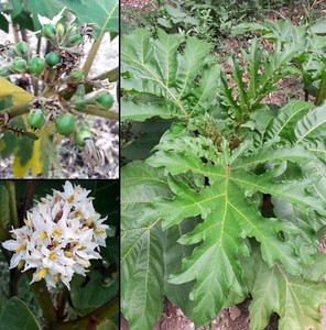 200 Semi Solanum Chrysotrichum Albero delle Melanzane Giant Devil's Fig seeds