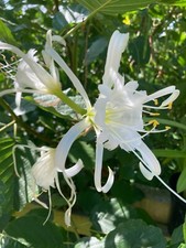 Three Hymenocallis festalis or White Spider Lily (Bulbs) Free UK Postage