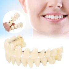 6PCS/Set Resin Denture False Teeth Teeth Teaching Model Dental Supply Accessory