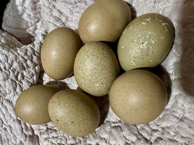 4 Dark GREEN Organic, fertile eggs! Beautiful colors!