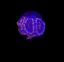 WYSIWYG Rainbow Acan Lord Live Coral Frag Vibrant LPS for Reef Aquarium