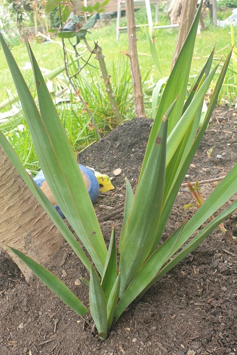 Yucca Gloriosa Palmlilie  Ca. 30 Cm Ableger  Winterhart, Mehrfarbig Grn   Freilandpflanze Samen Palme