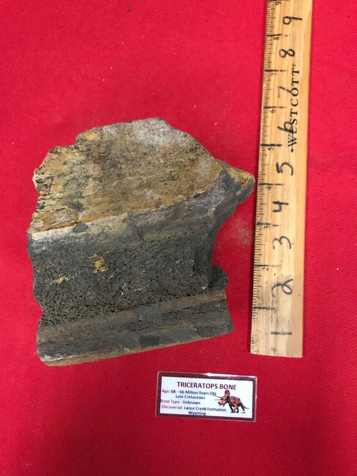 Ancient Triceratops Bone - 68/66 Million Years Old - RTB10