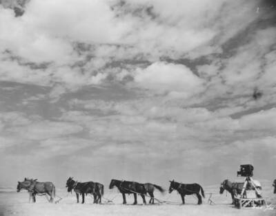 Mules horses stand readiness haul early western freight wagon- 1931 Old Photo