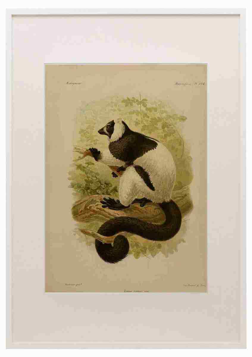 Keulemans John Madagascar 1885 Ruffed Lemur A3 A4 Framed Print