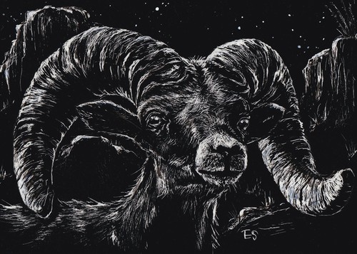 ACEO Original Desert Bighorn Sheep Scratchboard Art Card
