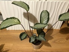 Calathea In 12 Cm Ceramic Pot - Around 70 Cm Tall