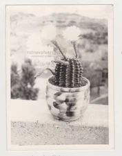 Blossomed CACTUS on the Window Artsy Abstract Unusual Snapshot Old Photo