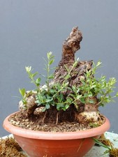 Bonsaï olivier 30 x 26 cm en