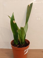 Sansevieria Moonshine Snake Plant 12 cm Pot House Plant