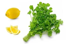 25 Organic DWARF LEMON CILANTRO Coriander Spice Coriandrum Sativum Herb Seeds