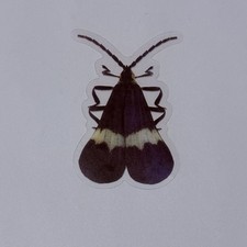 Correbidia Assimilis Moth Sticker Realistic Insect Art Transparent Decal Tc9
