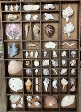 Vintage Shadow Box With Exotic Seashells 8