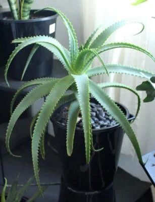 Indoor Outdoor Plant Spiky Aloe Vera Very Healthy In Large Pot