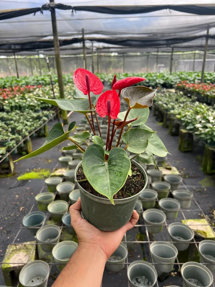 Corazón rojo Anthurium | Flor de flamenco | Planta de interior tropical viva en maceta de 6" Foto 3 de 4