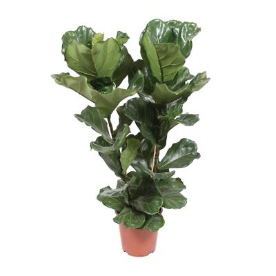 Ficus Lyrata Geigenfeige - Zimmerpflanze - Ø27cm und Höhe 100cm - Pflegeleicht u