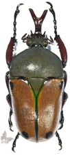 標本用品 Tanzania Eudicela e.euthalia 40mm Eudicella for collectors | rare Cetoniidae