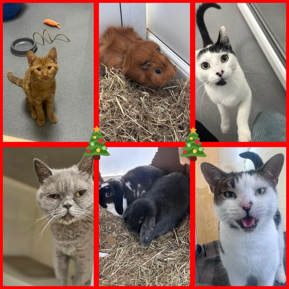 CAN YOU BUY AN ANIMAL IN OUR CARE A CHRISTMAS DINNER? ONLY £1