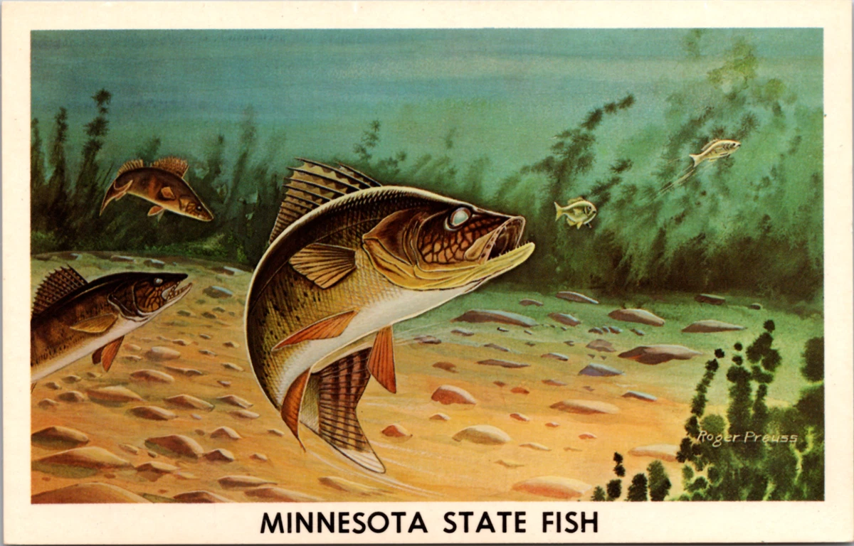 Minnesota 2024 state fish