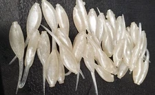 2" CRAPPIE SHAD   (PEARL)   35 PACK GRUBS CRAPPIE LURES JIGS  GARLIC SCENT