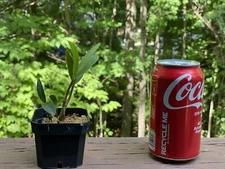 Miniature Dendrobium KINGIANUM species FRAGRANT flower orchid Plant.EASY to grow