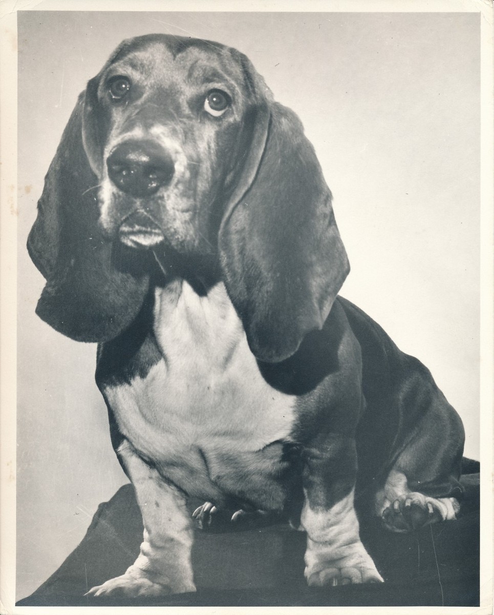 BASSET HOUND 1950 Chien Grand Format CH 24